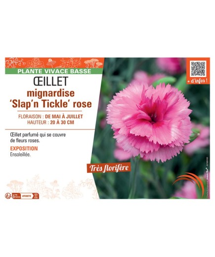 ŒILLET MIGNARDISE SLAP'N TICKLE ROSE