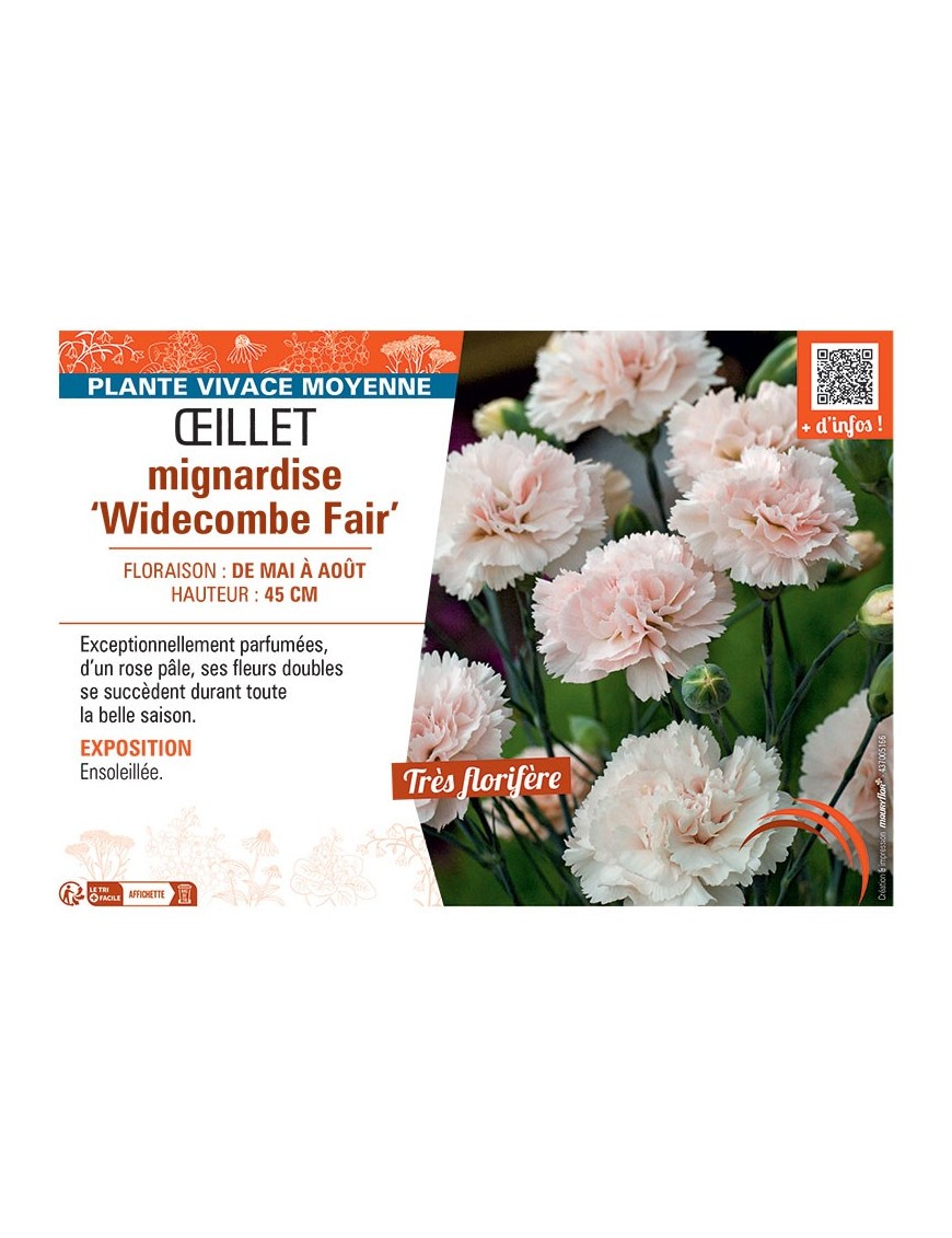 ŒILLET MIGNARDISE WIDECOMBE FAIR