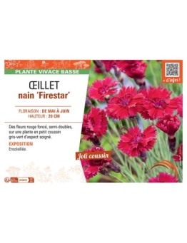 ŒILLET NAIN FIRESTAR