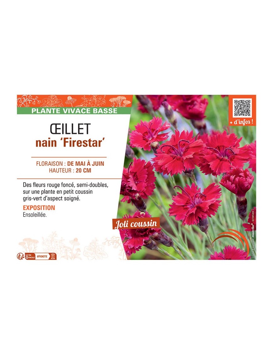 ŒILLET NAIN FIRESTAR