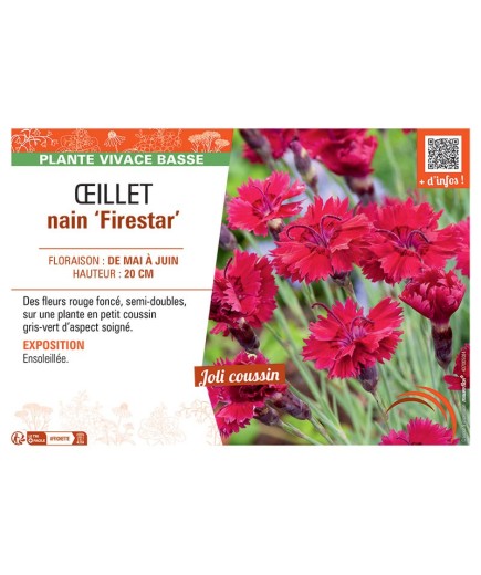 ŒILLET NAIN FIRESTAR