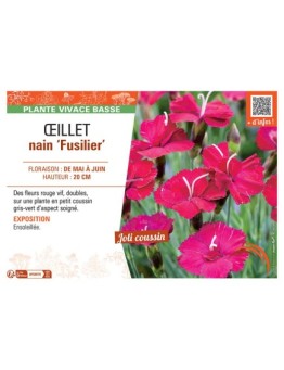 ŒILLET NAIN FUSILIER