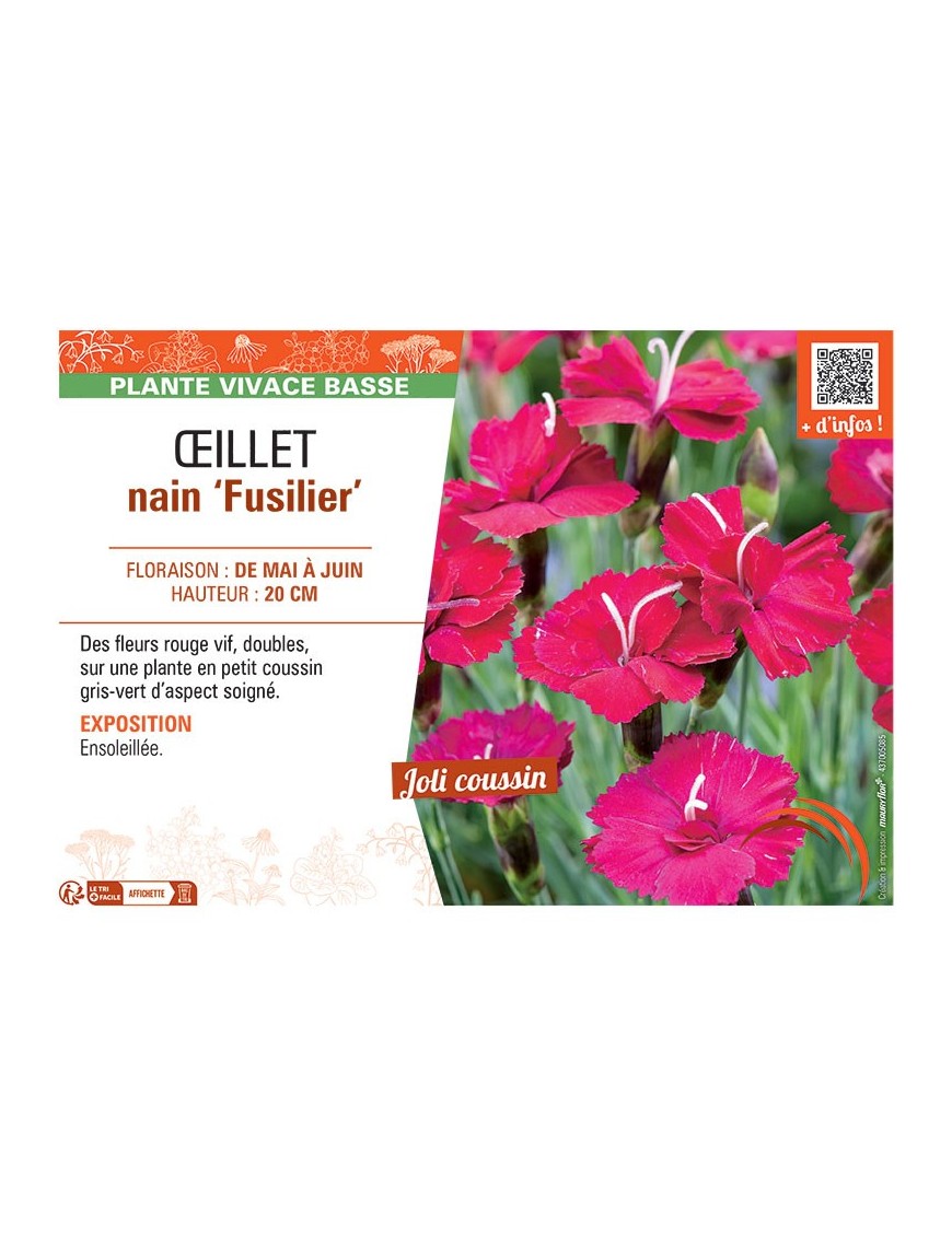 ŒILLET NAIN FUSILIER