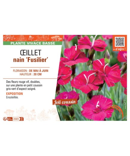 ŒILLET NAIN FUSILIER