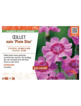 ŒILLET NAIN PIXIE STAR