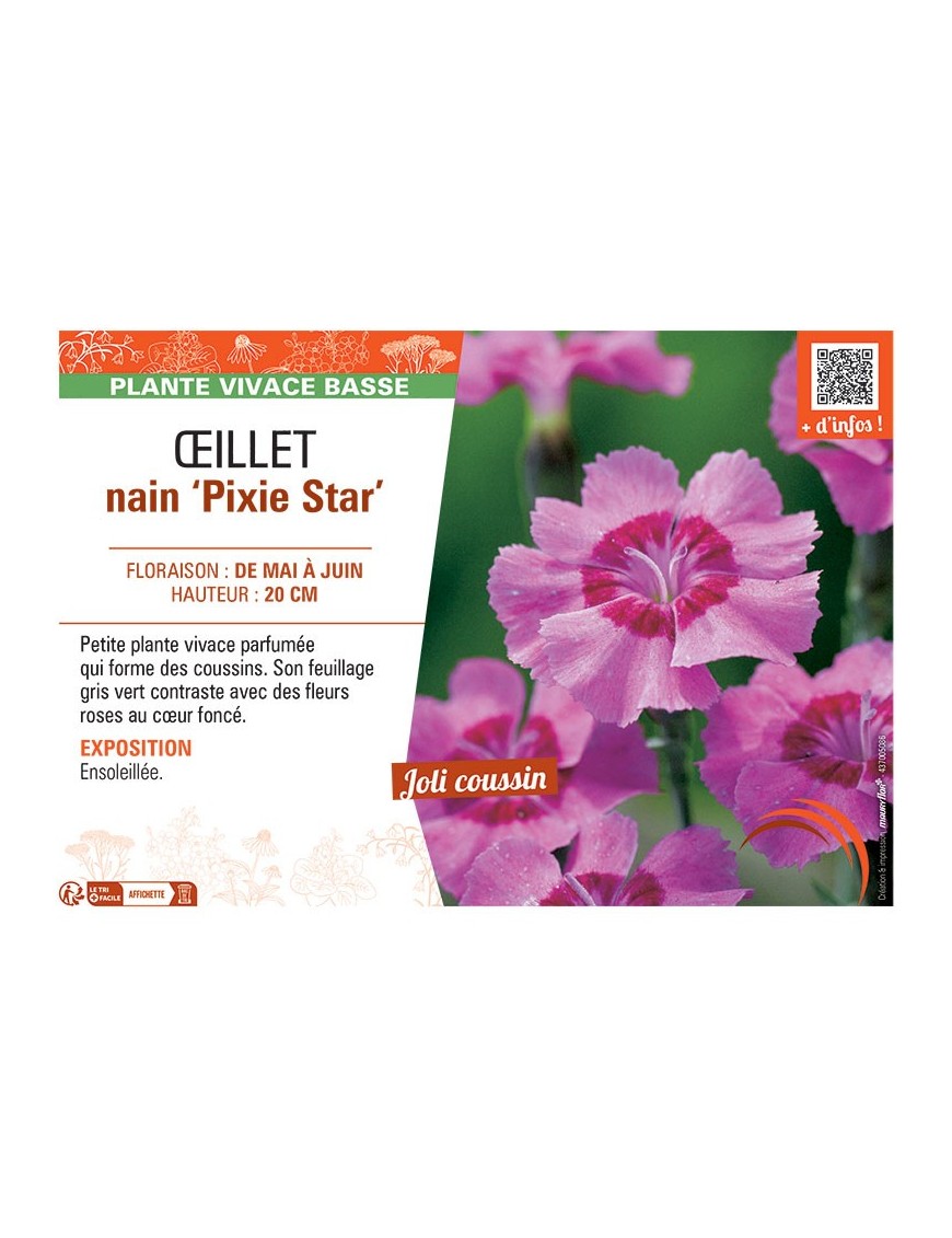 ŒILLET NAIN PIXIE STAR