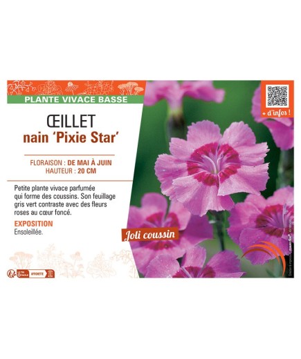 ŒILLET NAIN PIXIE STAR