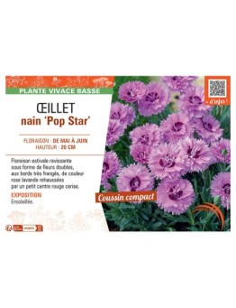 ŒILLET NAIN POP STAR