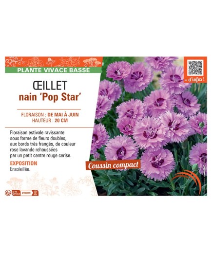 ŒILLET NAIN POP STAR