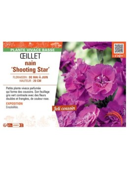ŒILLET NAIN SHOOTING STAR