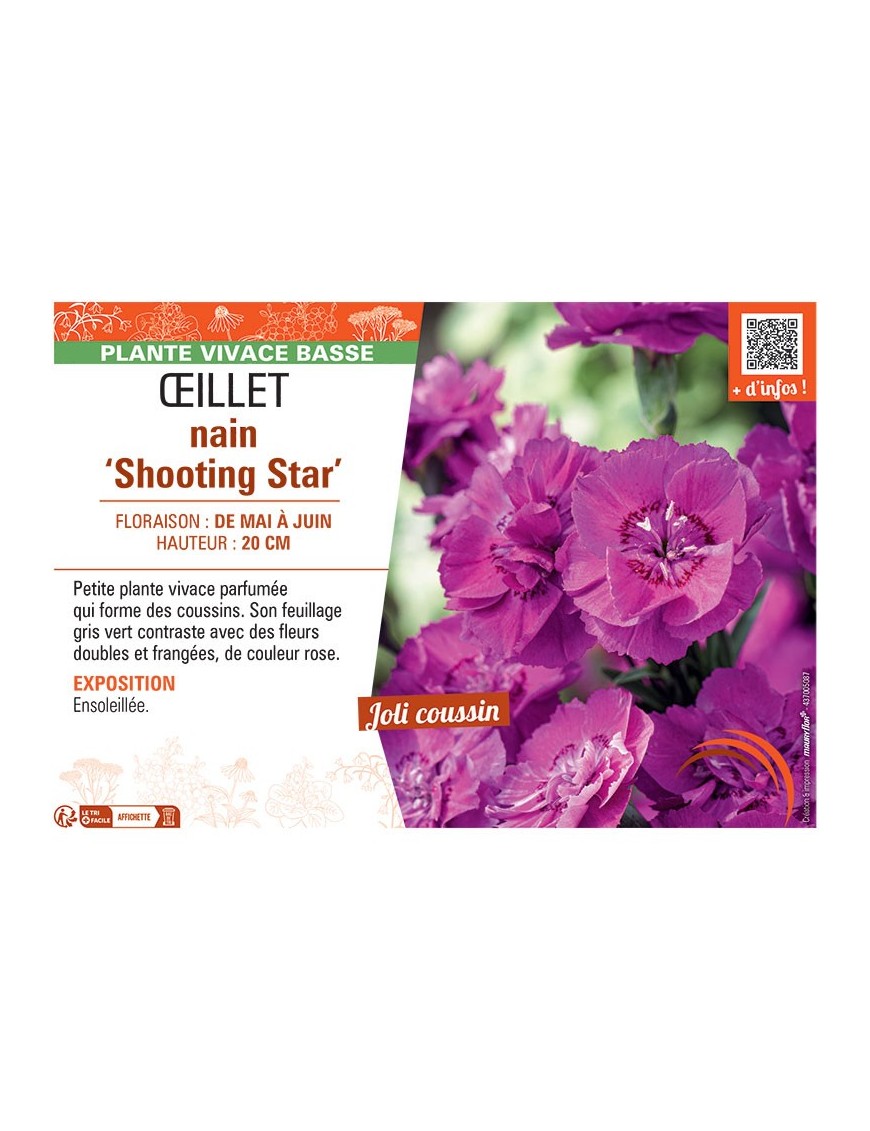 ŒILLET NAIN SHOOTING STAR