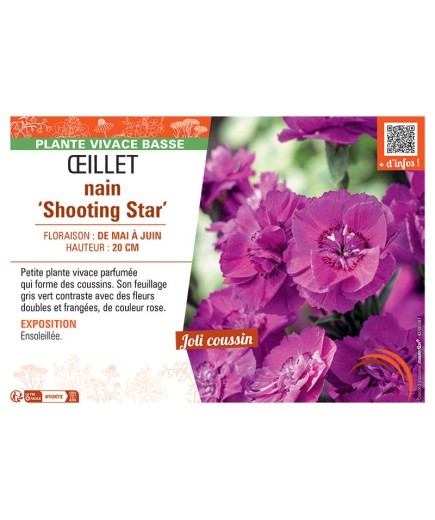 ŒILLET NAIN SHOOTING STAR