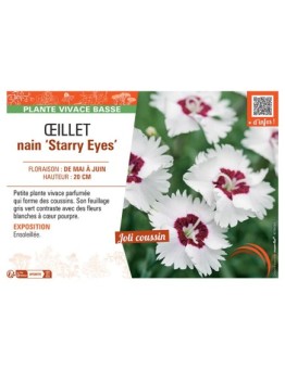 ŒILLET NAIN STARRY EYES