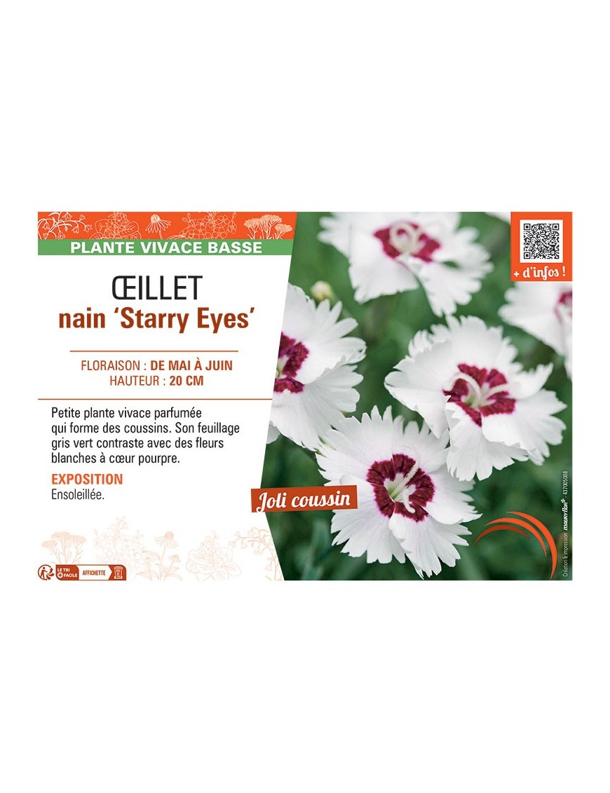 ŒILLET NAIN STARRY EYES