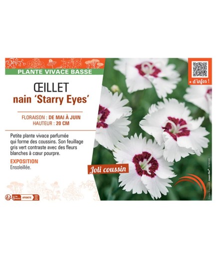 ŒILLET NAIN STARRY EYES