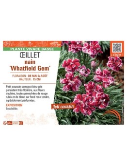ŒILLET NAIN WHATFIELD GEM