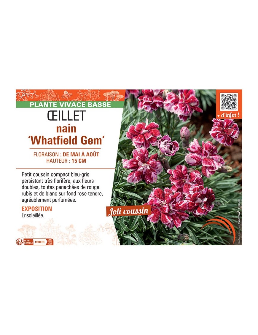 ŒILLET NAIN WHATFIELD GEM