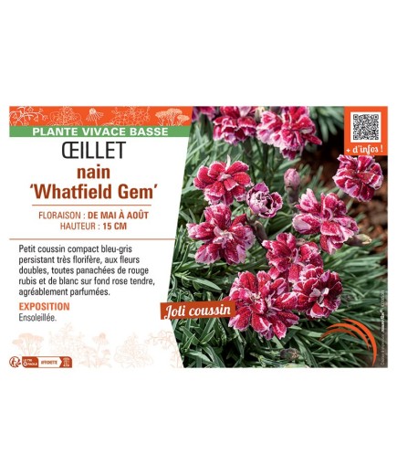 ŒILLET NAIN WHATFIELD GEM