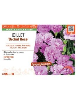 ŒILLET ORCHID ROSE