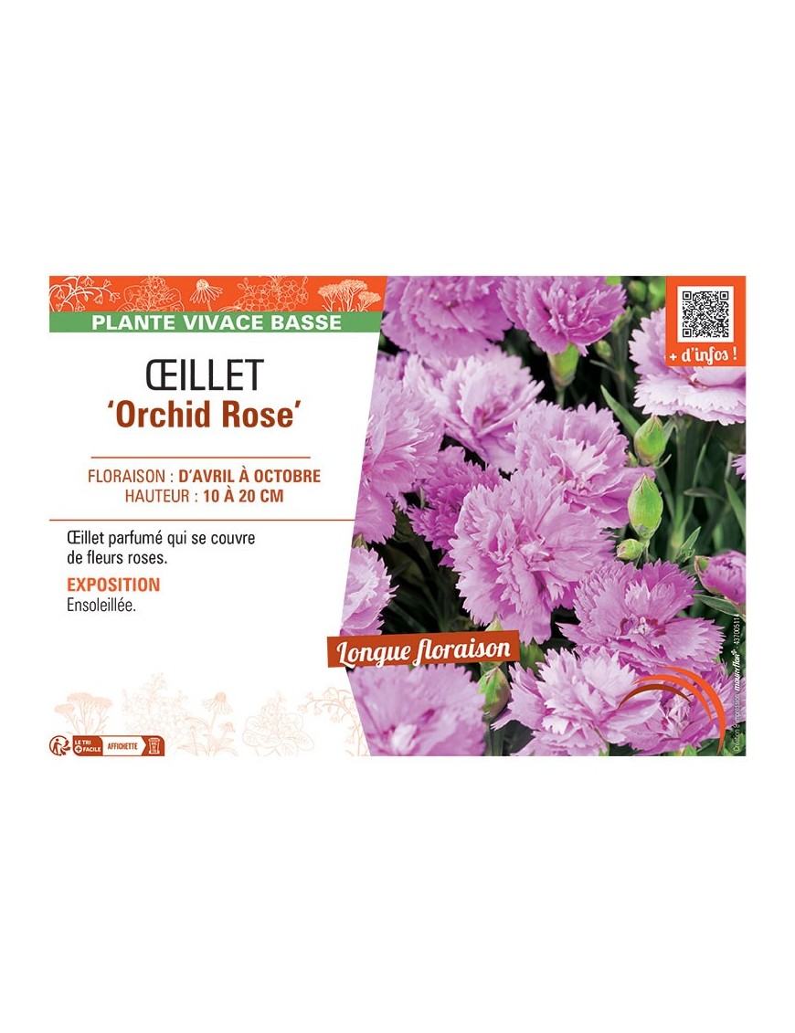 ŒILLET ORCHID ROSE