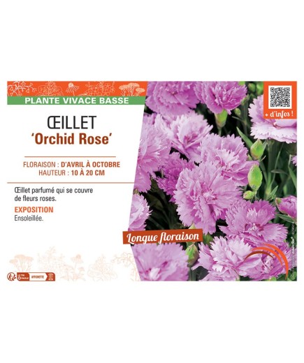 ŒILLET ORCHID ROSE