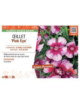 ŒILLET PINK EYE