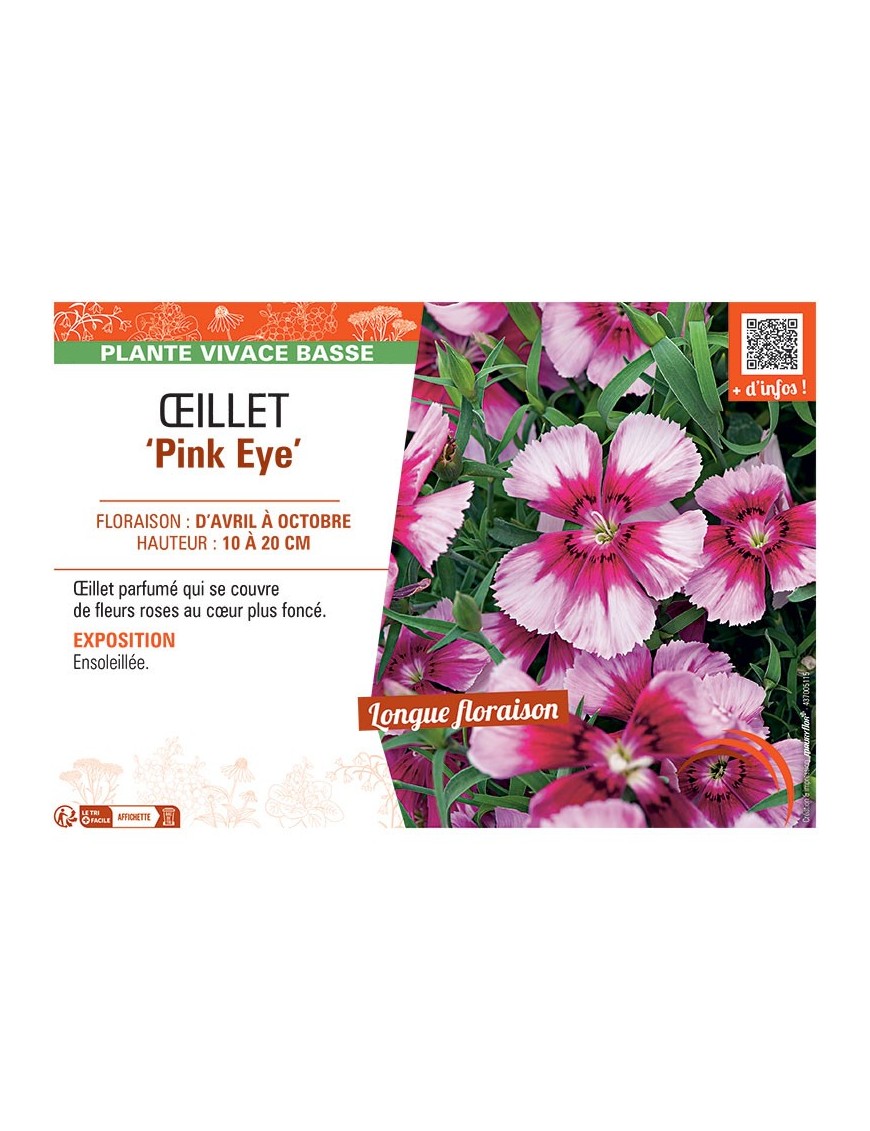 ŒILLET PINK EYE