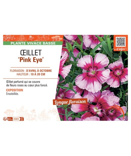 ŒILLET PINK EYE