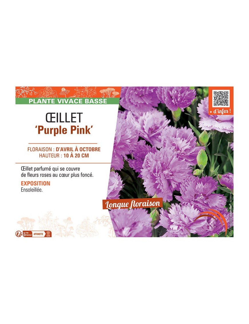 ŒILLET PURPLE PINK