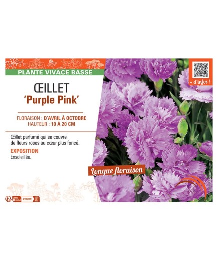 ŒILLET PURPLE PINK