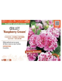 ŒILLET RASPBERRY CREAM