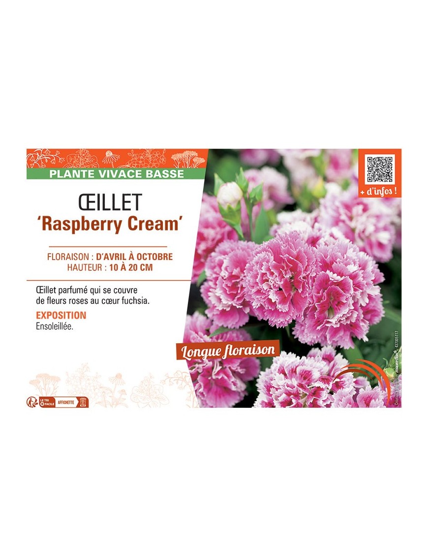 ŒILLET RASPBERRY CREAM