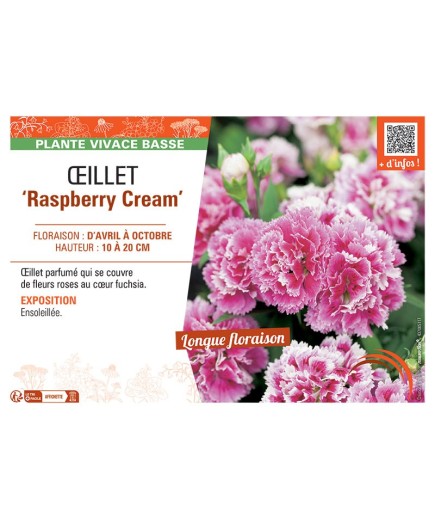 ŒILLET RASPBERRY CREAM