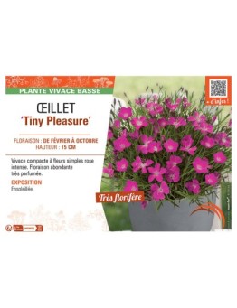 ŒILLET TINY PLEASURE