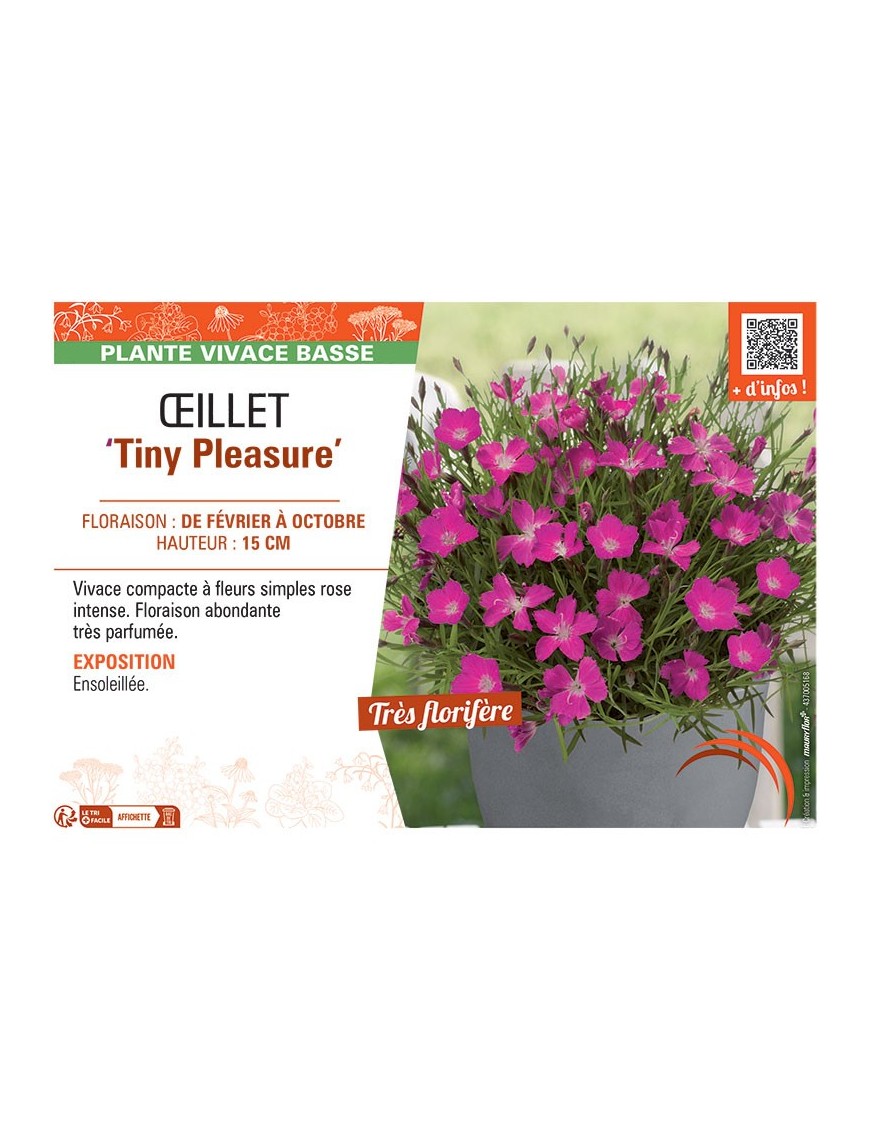 ŒILLET TINY PLEASURE