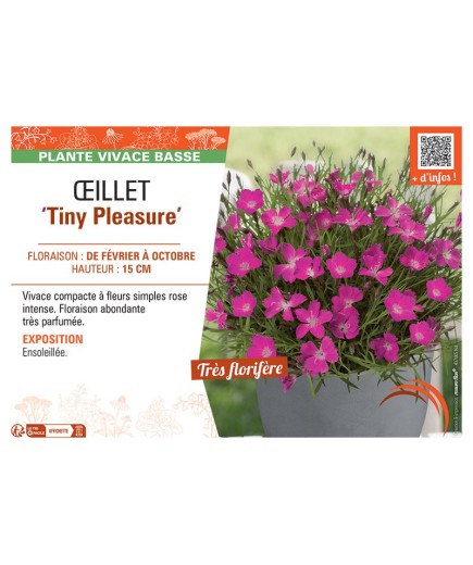 ŒILLET TINY PLEASURE