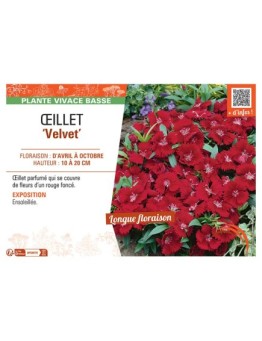 ŒILLET VELVET