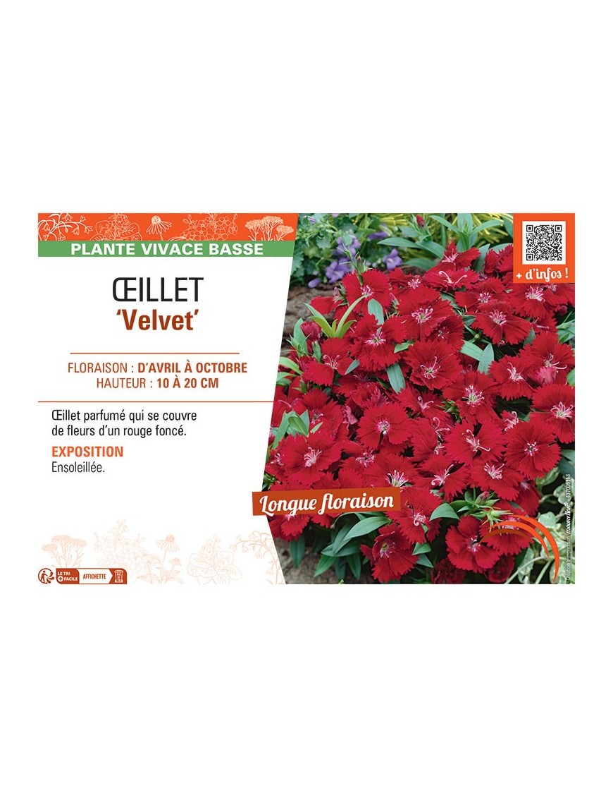 ŒILLET VELVET