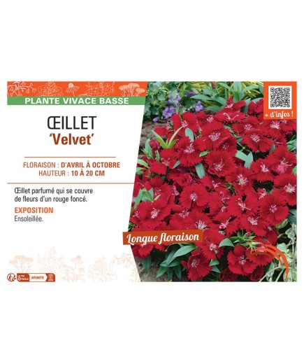 ŒILLET VELVET