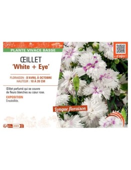 ŒILLET WHITE + EYE