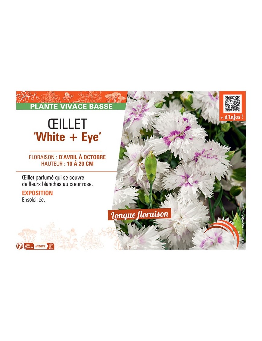ŒILLET WHITE + EYE