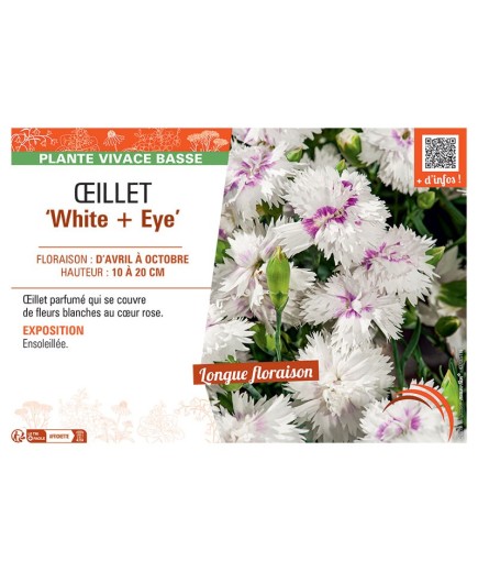 ŒILLET WHITE + EYE