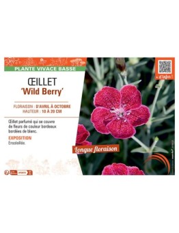 ŒILLET WILD BERRY