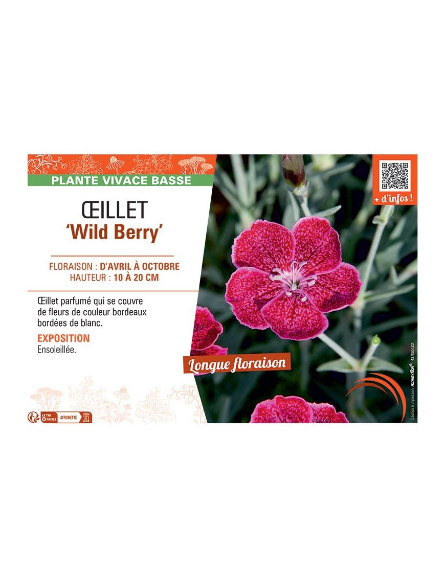 ŒILLET WILD BERRY