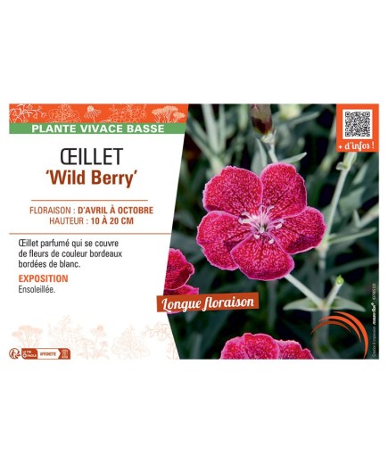ŒILLET WILD BERRY