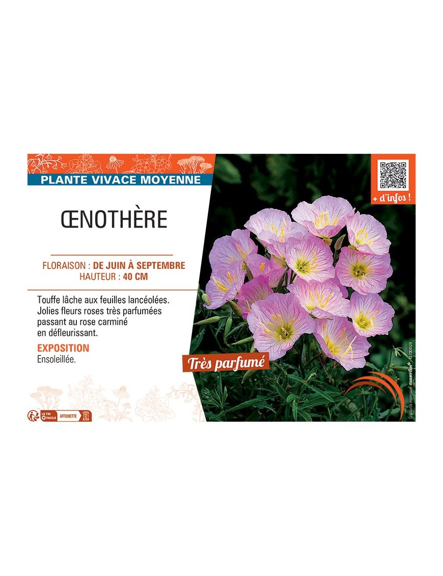 Œnothere (rose)