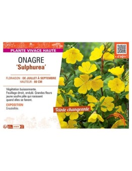 ONAGRE SULPHUREA
