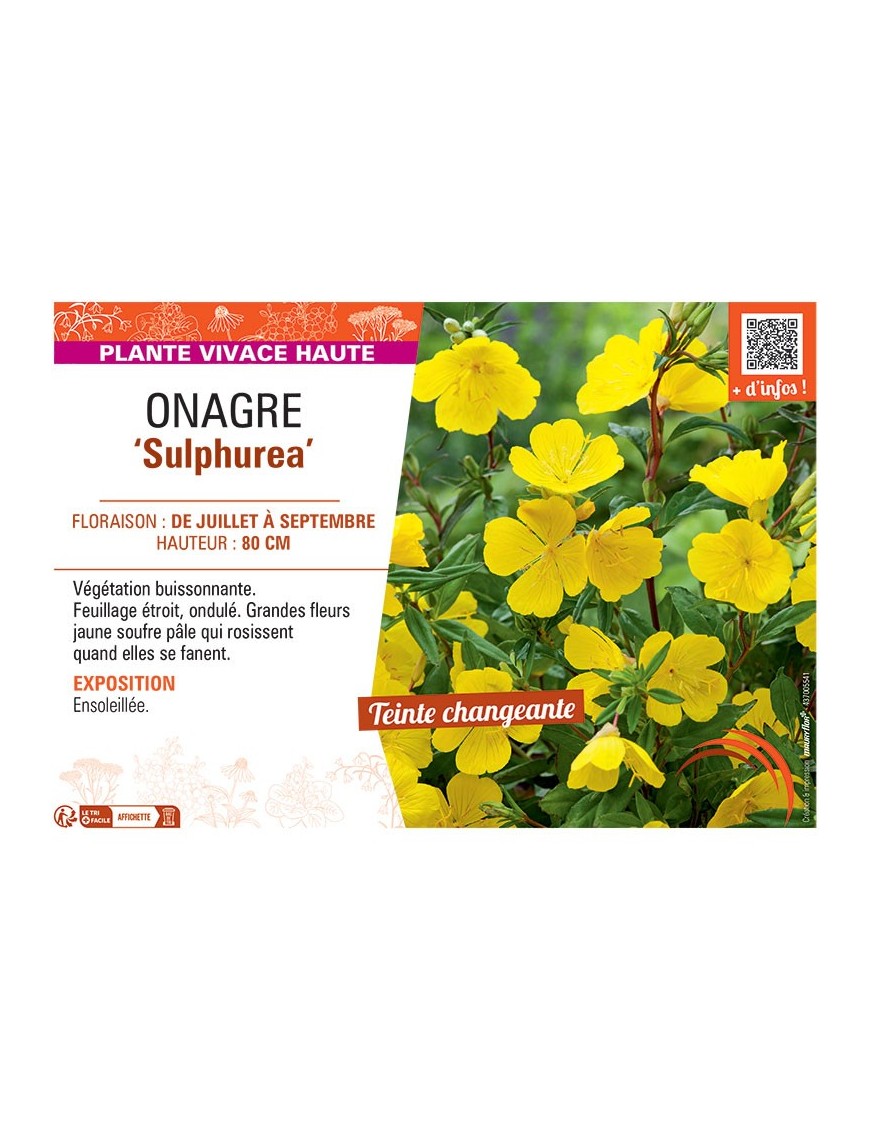 ONAGRE SULPHUREA