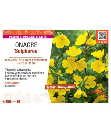 ONAGRE SULPHUREA