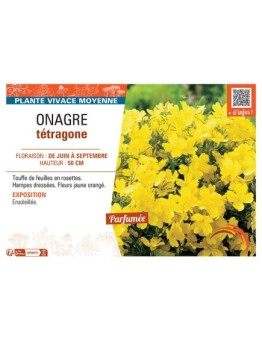 ONAGRE TETRAGONE